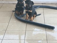 Rottweiler yavruları