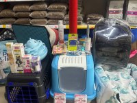 SÜTTEN KESİLMİŞ SİYAM MAVİ GÖZ