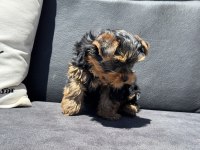 Wc Eğitimli Anti Allerjik Tea Cup Yorkshire Terrier