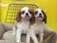 Dünya tatlısı Cavalier king charles bebeklerimiz
