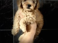 Orjinal maltipoo yavrular
