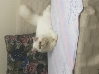 Tombiş iran kedisi oğlumu sahiplendiriyorum
