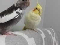 Erkek dişi 1 yaşında eş sultan papağanlar çift