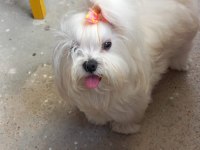 Kore kan maltese terrier yavrular
