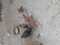 5 Adet 4 aylık 4 Ferik 1 Horoz