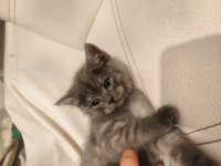 British longhair yavru