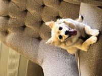 7 Yaşında Köpeğimiz