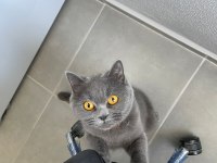 2 Aylık Scottish Fold Blue Point