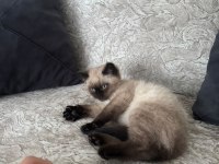 Kedimiz 5 aylık siyam kedisi