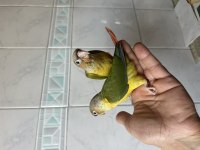 EL BESLEME KONUR PAPAĞANI