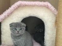 Scottish fold yavrularımız yuva arıyor