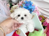 SAFKAN 2 kg bichon frise yavrular