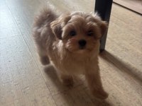 Maltipoo Yavrular