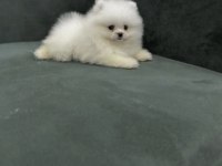 Pomeranian Boo Yavrusu