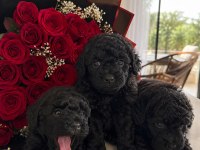 Siyah Toy Poodle Yavruları