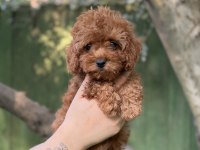 Tatlı mı Tatlı Poodle Yavruları