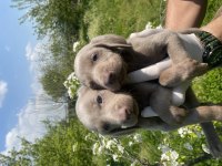 Weimaraner yavrular