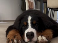 Bernese Mountain Dog