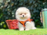 Safkan pomeranian yavrular