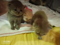 Herkesime her bütçeye uygun miyav serisi