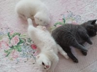 Safkan oyuncu beyaz yavru kedim