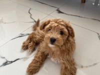 Maltipoo Dişi Yavru