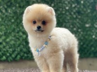 Evlerinize getirecek pomeranian boo yavrularımız hazır