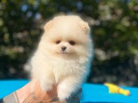 Minik pomeranian köpekler