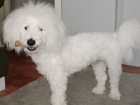 Ömürlük yuva maltese