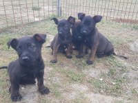 Siyah malinois