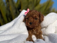 A kalite toy poodle bebeklerim