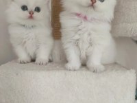British longhair yavrularım yuvasına gitmeye hazır