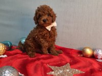 Irk ve sağlık garantili orijinal anne altından poodle