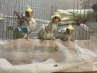 TOPLU ŞEKİLDE SULTAN PAPAĞANI ÇİFTİ VE YAVRULAR