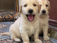 Golden retriever