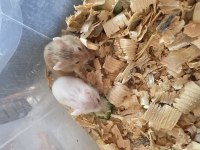 Yavru Gonzales hamster