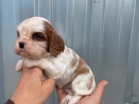 Irk garantili cavalier king charles