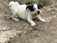 Dişi french bulldog yavrusu