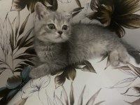 27 Şubat doğumlu british shorthair yavrular
