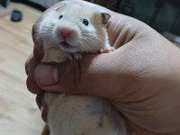 ELE ALIŞIK HAMSTER YAVRULAR