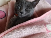 Russian blue 1.5 yaşında dişi