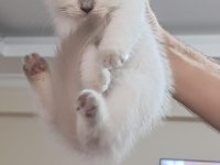 Küçük british longhair kedilerim