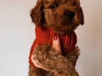 Ailesine Gitmeyi Bekleyen Bir Poodle Bebek