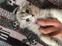 Scottish fold longhair iki aylık yavru