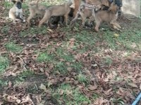 Belçika kurdu 5 erkek 4 dişi belçika kurdu yavrularımız