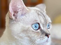 Kızlarımız sahiplendirilicektir british shorthair
