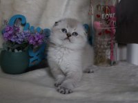 British shorthair ve scottish fold