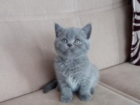 British Shorthair Yavrular