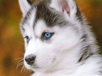 SHOW KALİTE HUSKY (SİBİRYA KURDU) YAVRULAR