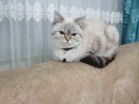 British Shorthair Silver 4 Yaşında